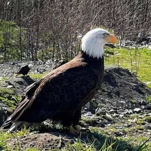 Photo Of A Bald Eagle On A 8 By 10 Canvas